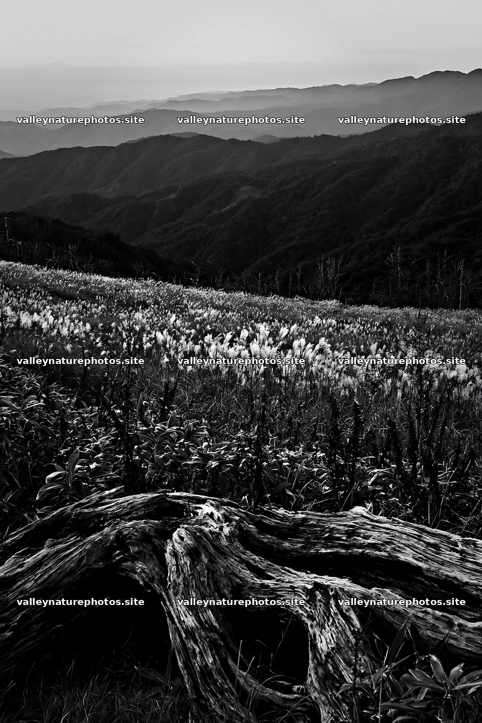 Wakayama autumn meadow weathered wood foreground – nature photography 6480x9722