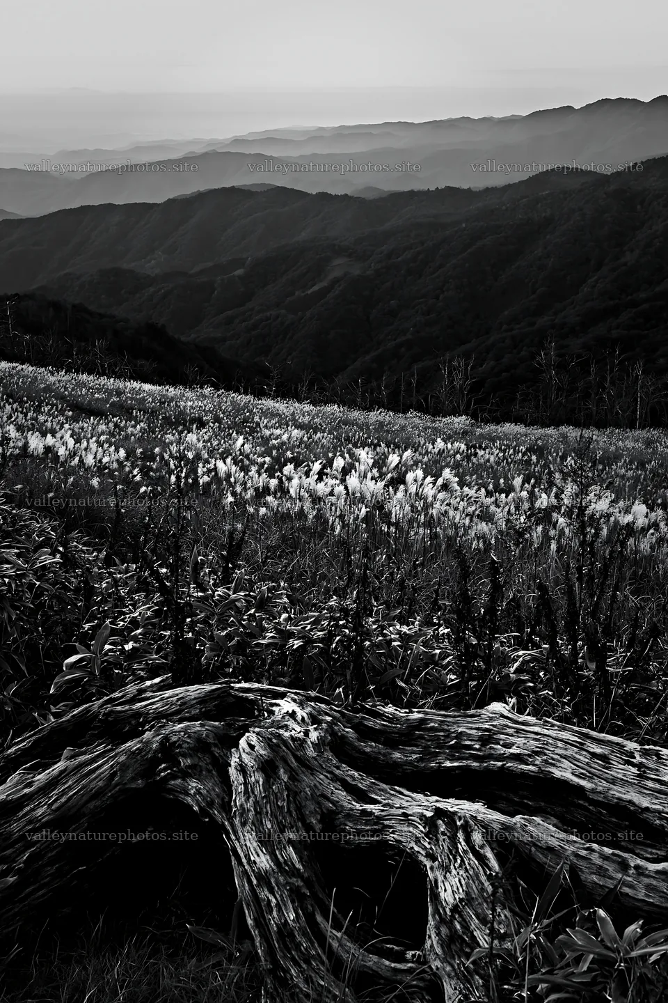 Wakayama autumn meadow weathered wood foreground – nature photography 6480x9722