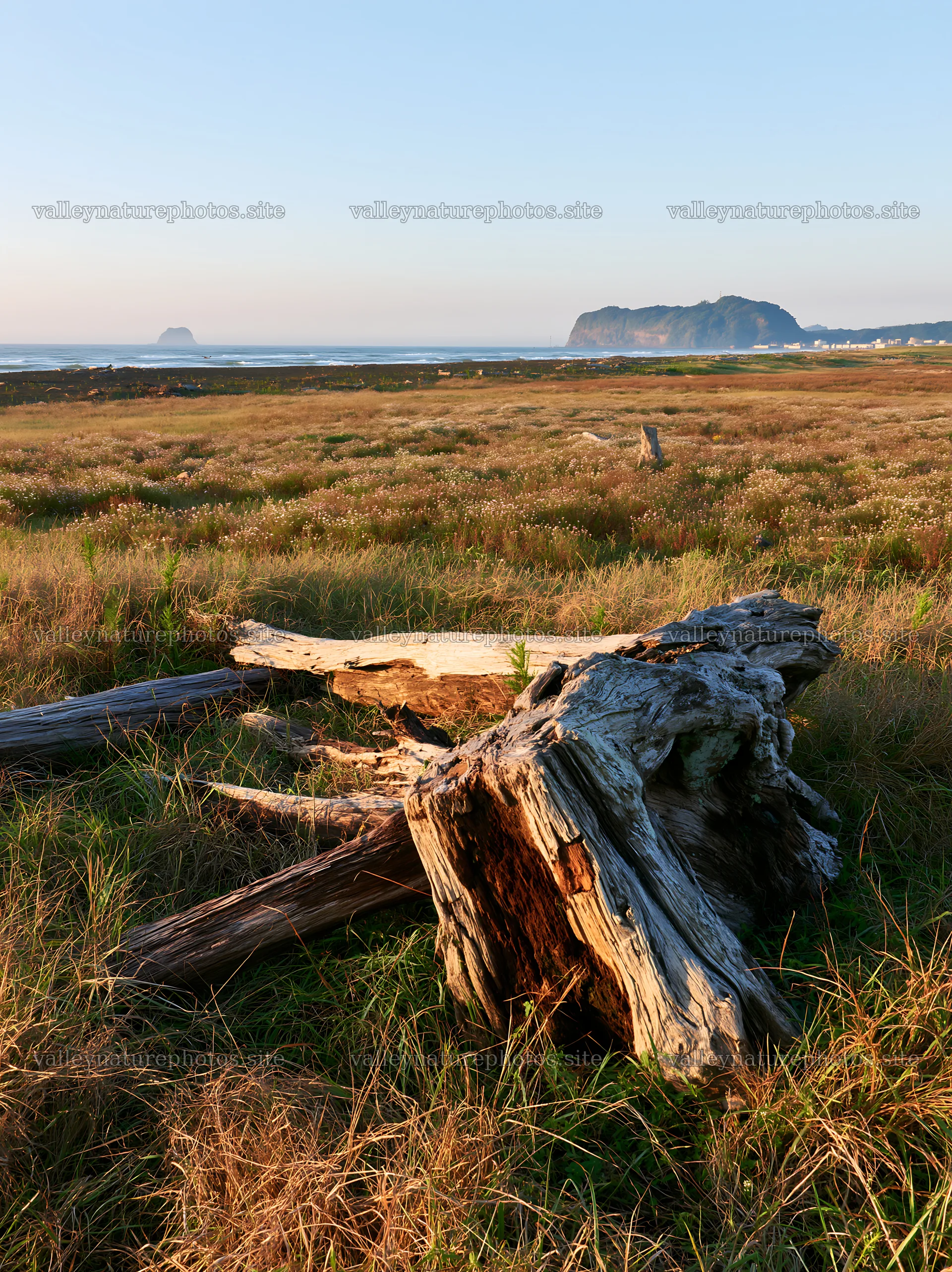 Driftwood in Chiba coastal climate meadow at sunset – nature photography 6866x9174