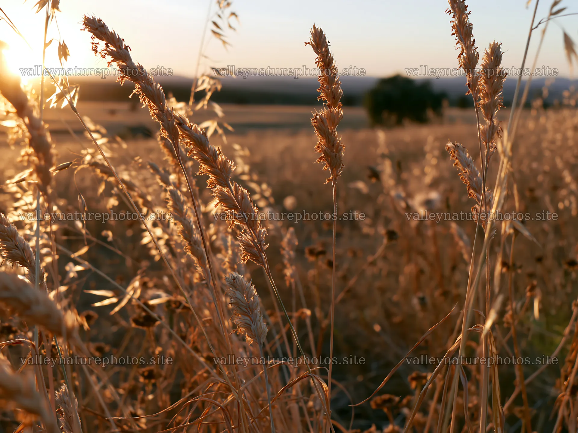 Meadow seedheads backlit at dusk in a golden landscape – nature photography 9174x6866
