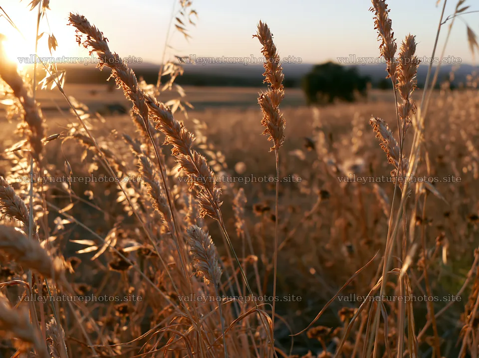 Meadow seedheads backlit at dusk in a golden landscape – nature photography 9174x6866