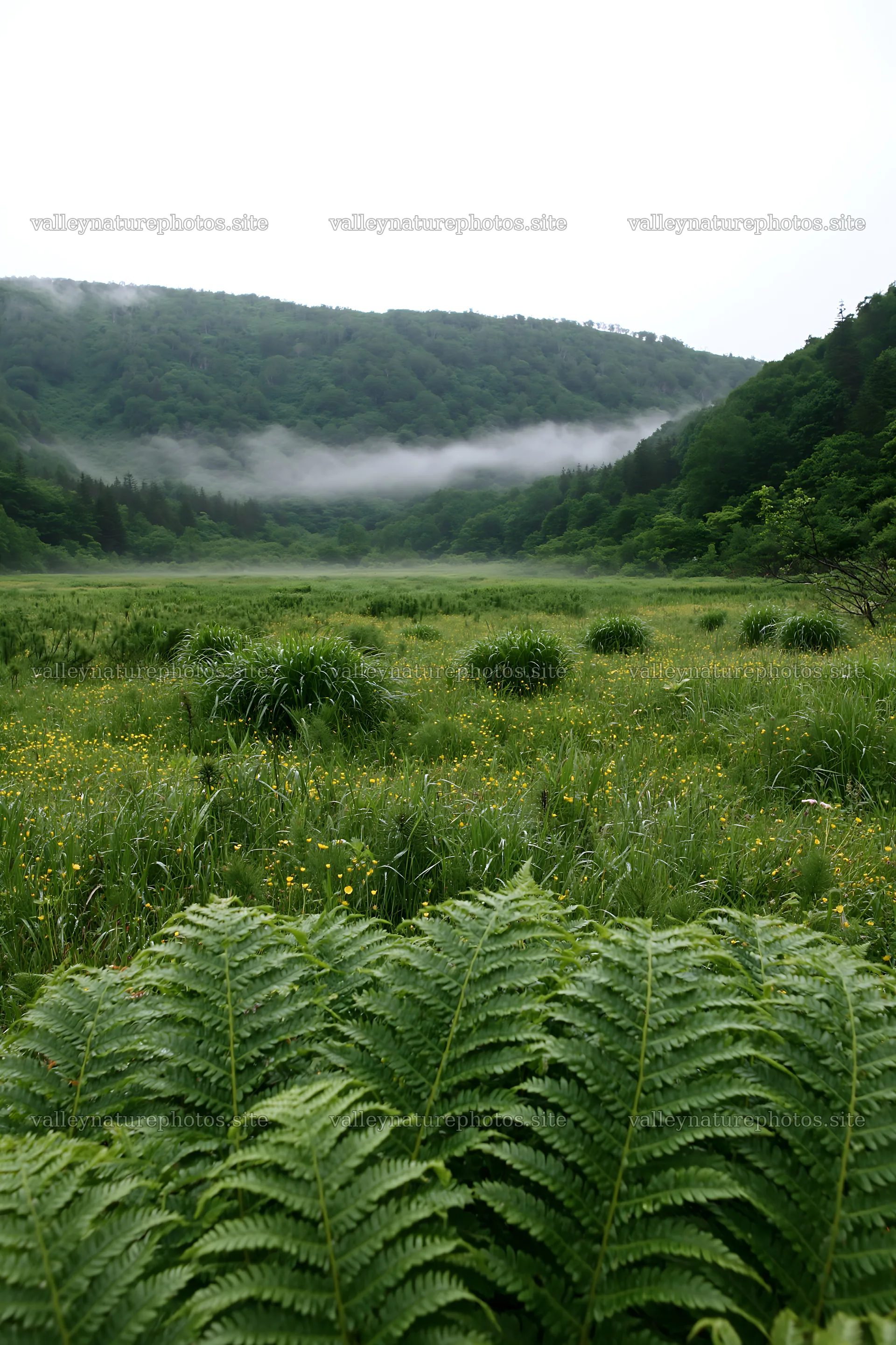 Tokushima mountain meadow fern frond foreground with misty hills – nature photography 6480x9722