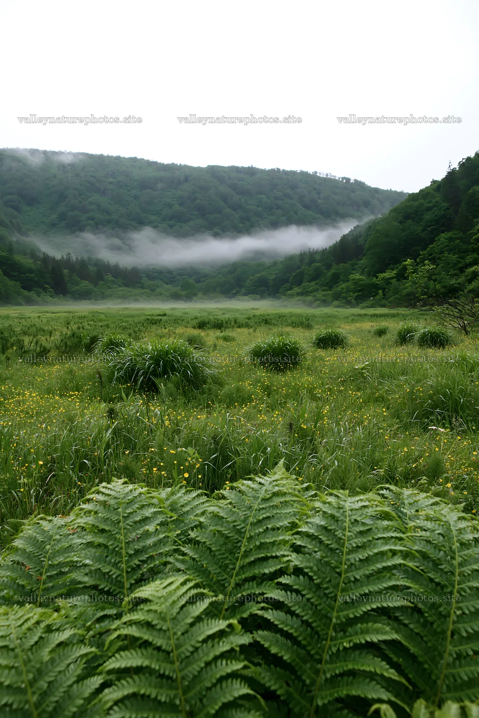 Tokushima mountain meadow fern frond foreground with misty hills – nature photography 6480x9722