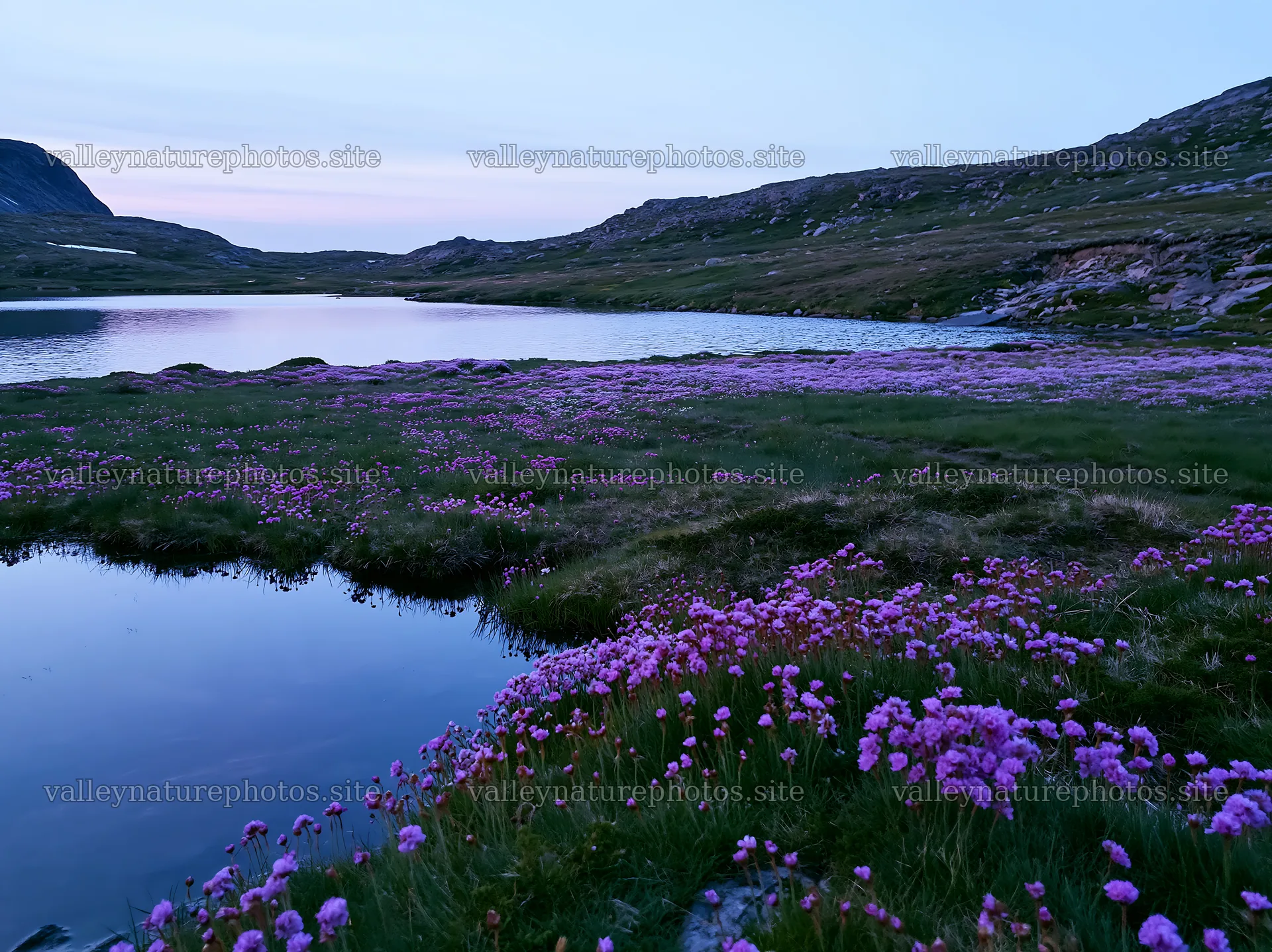 Regenerative meadow with flowers near a calm lake at dusk – nature photography 9174x6866
