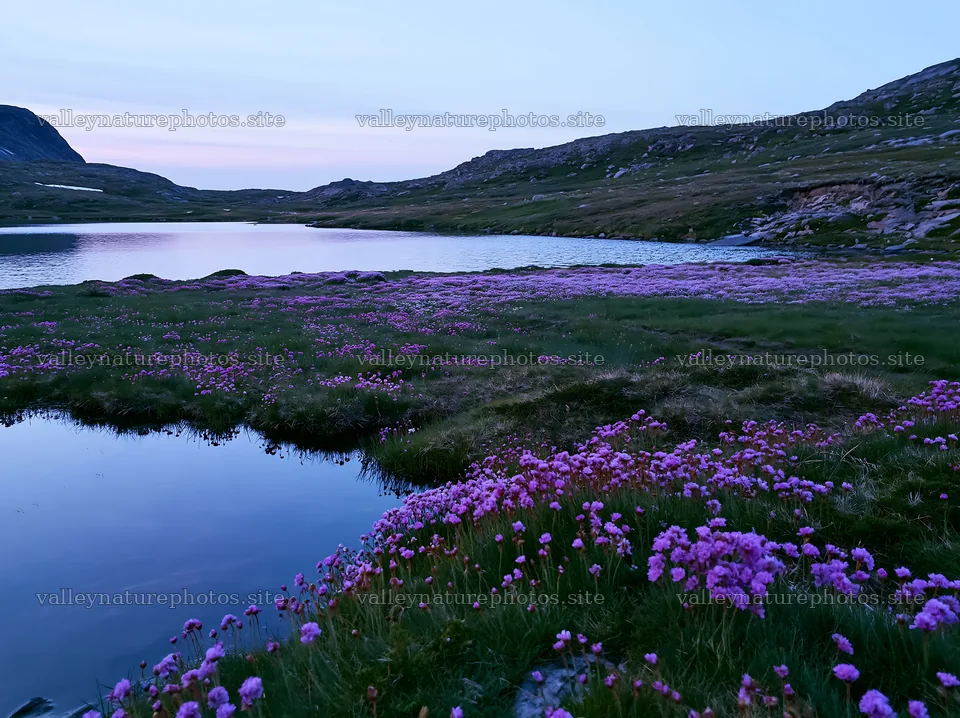 Regenerative meadow with flowers near a calm lake at dusk – nature photography 9174x6866
