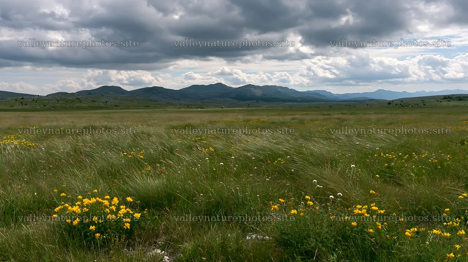 Cloudy limestone meadow with wildflowers and mountains in background – nature photography 10608x5938