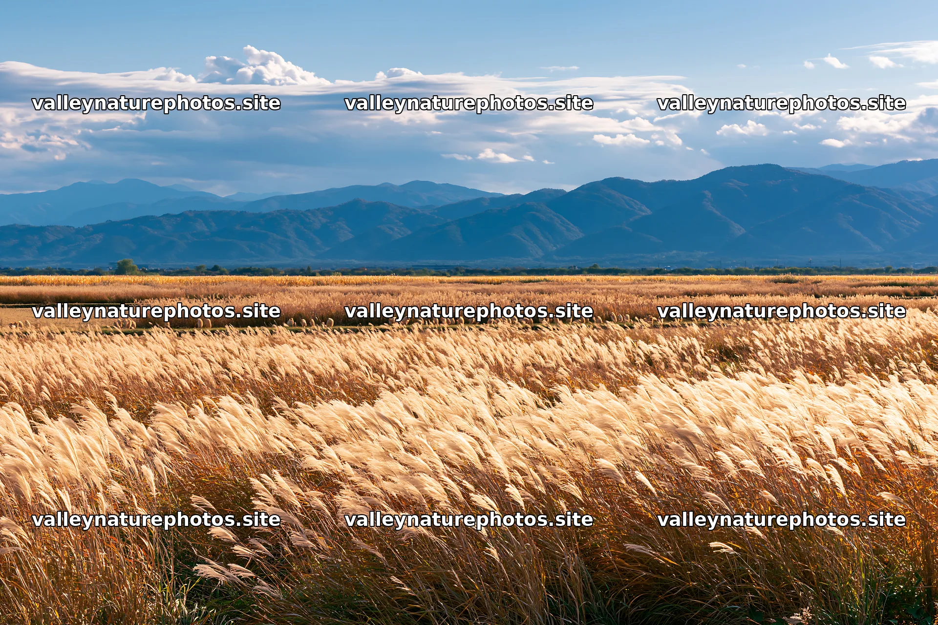 Shiga wetland meadow climate adaptation reeds in golden light – nature photography 9722x6480