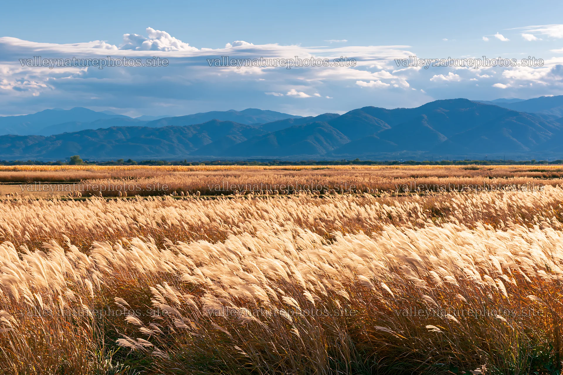 Shiga wetland meadow climate adaptation reeds in golden light – nature photography 9722x6480