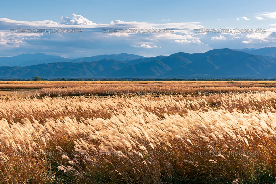 Shiga wetland meadow climate adaptation reeds in golden light – nature photography 9722x6480