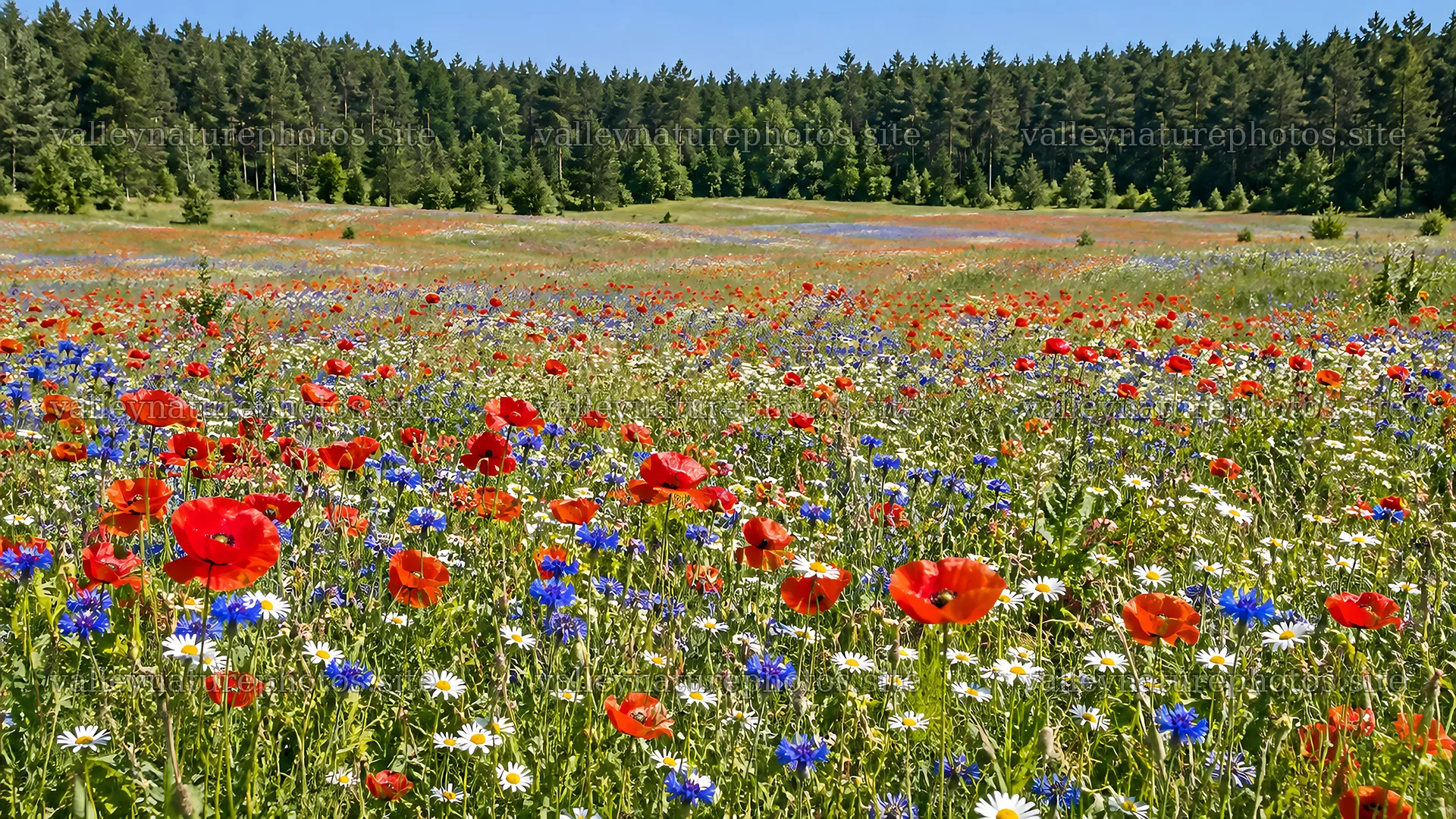 Wildflower Meadow Before a Dense Forest – nature photography 10324x5812