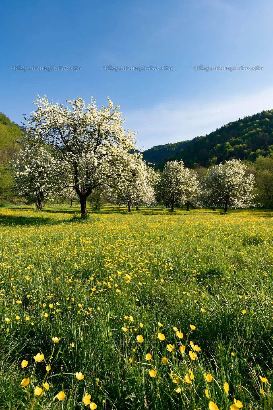 Blossoming apple trees in a valley meadow – nature photography 6480x9722