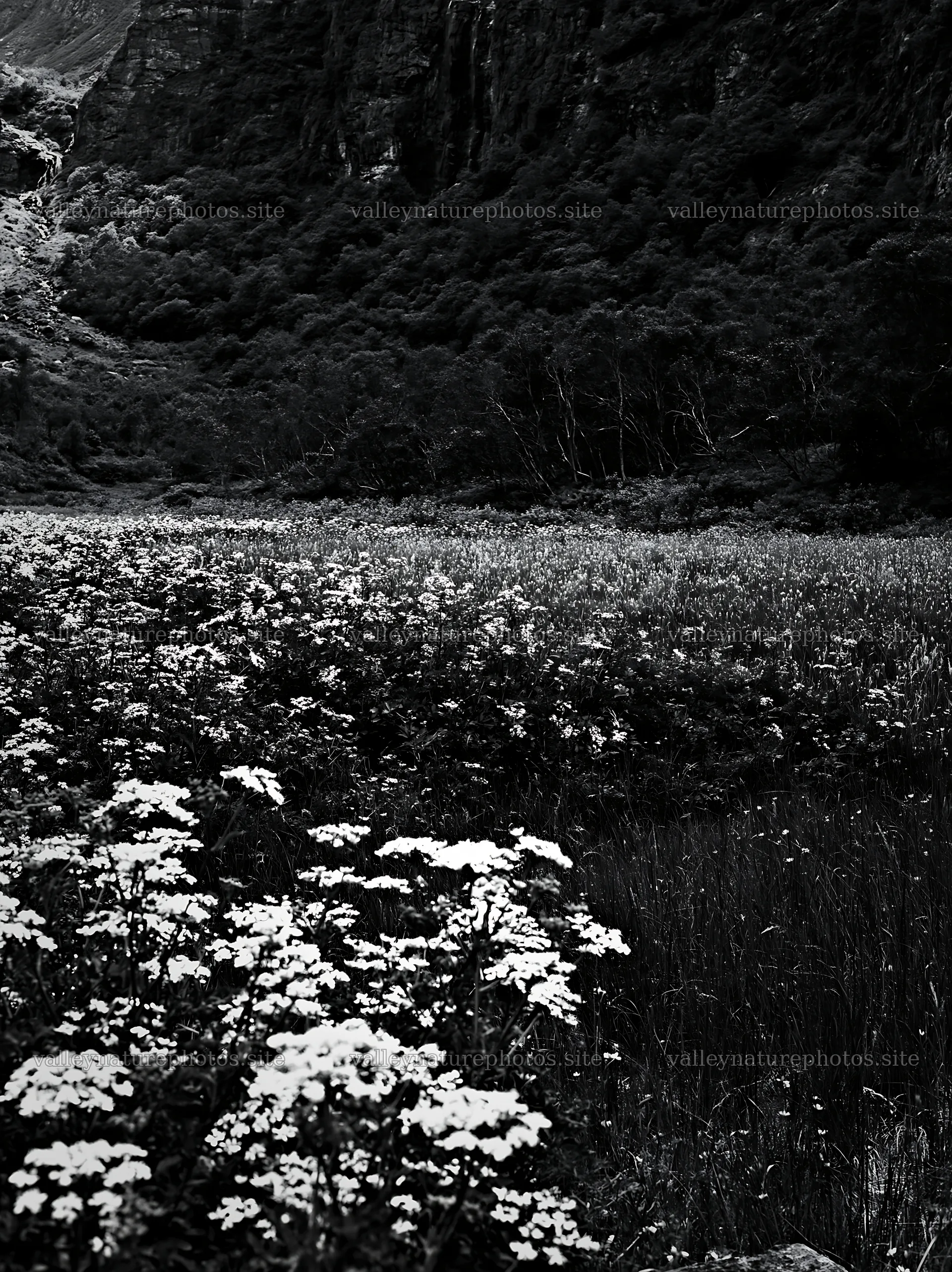 Flowering meadow near mountain falls in black and white – nature photography 6866x9174