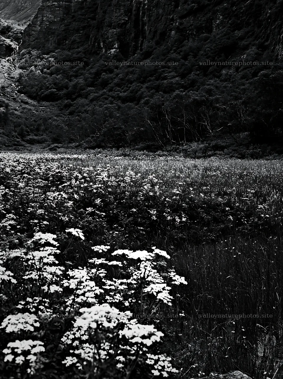 Flowering meadow near mountain falls in black and white – nature photography 6866x9174