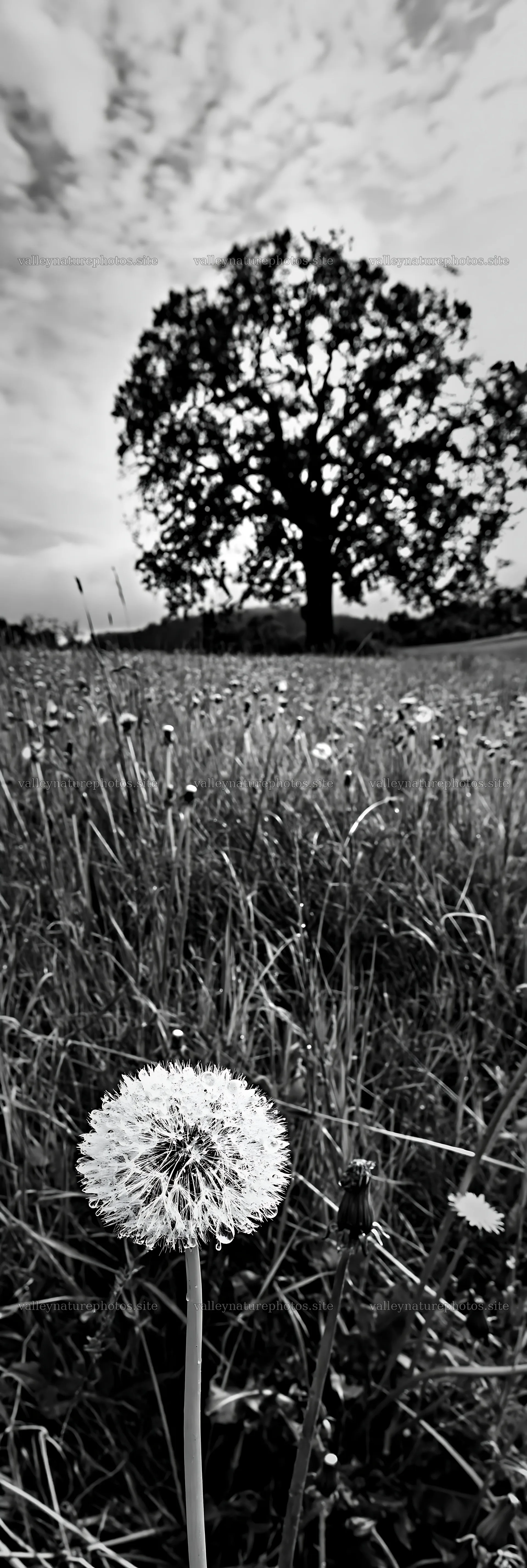 Dandelion in meadow with tree under cloudy sky – nature photography 4602x13690