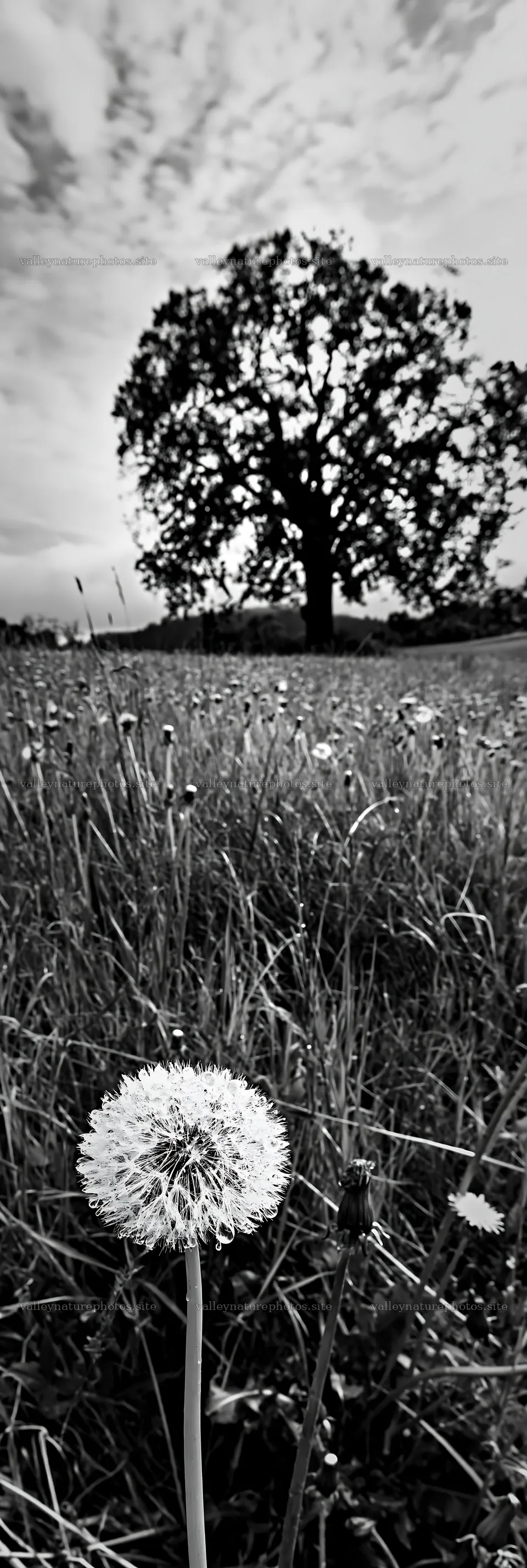 Dandelion in meadow with tree under cloudy sky – nature photography 4602x13690