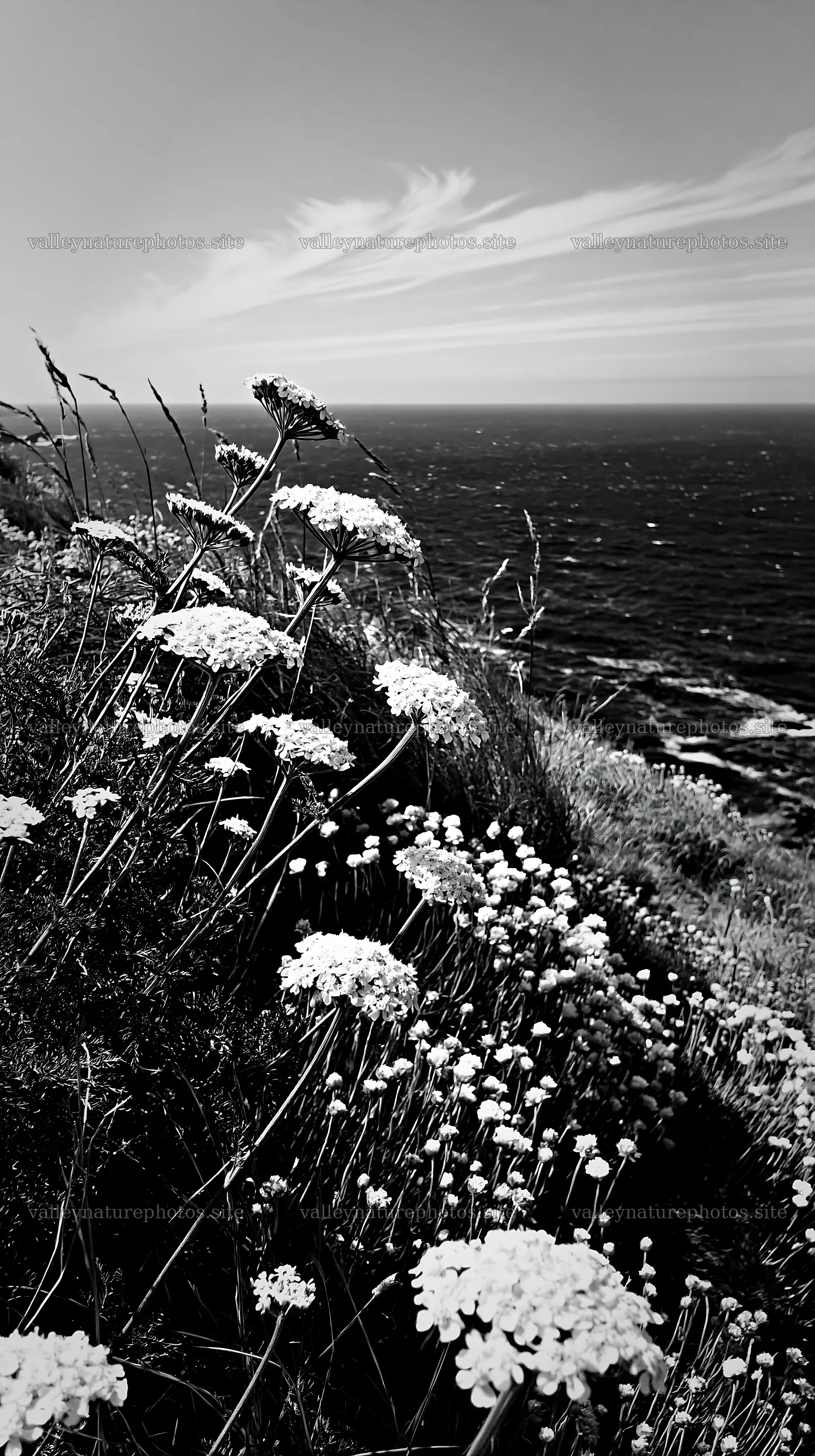 Yarrow meadow bloom along the coastal cliffside – nature photography 5938x10608