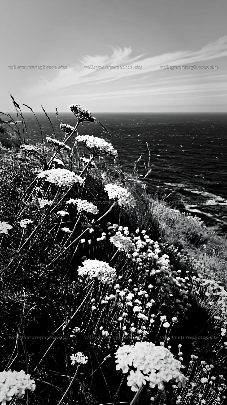 Yarrow meadow bloom along the coastal cliffside – nature photography 5938x10608