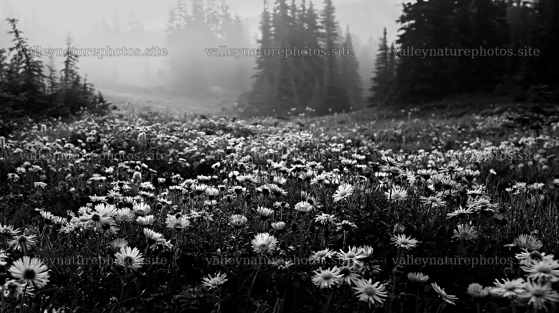 Misty forest meadow with flowers in a foggy landscape – nature photography 10608x5938