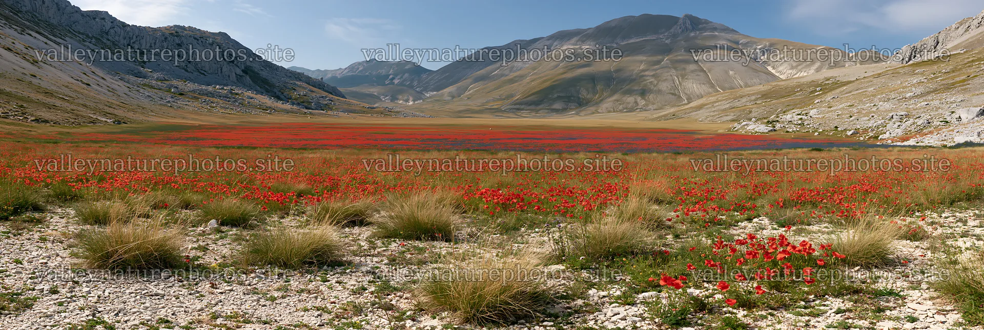 Poppy larkspur meadow in mountains under blue sky – nature photography 13690x4602