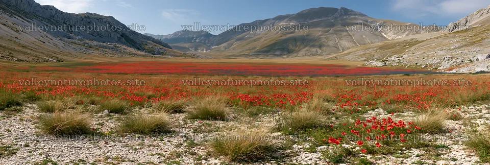 Poppy larkspur meadow in mountains under blue sky – nature photography 13690x4602
