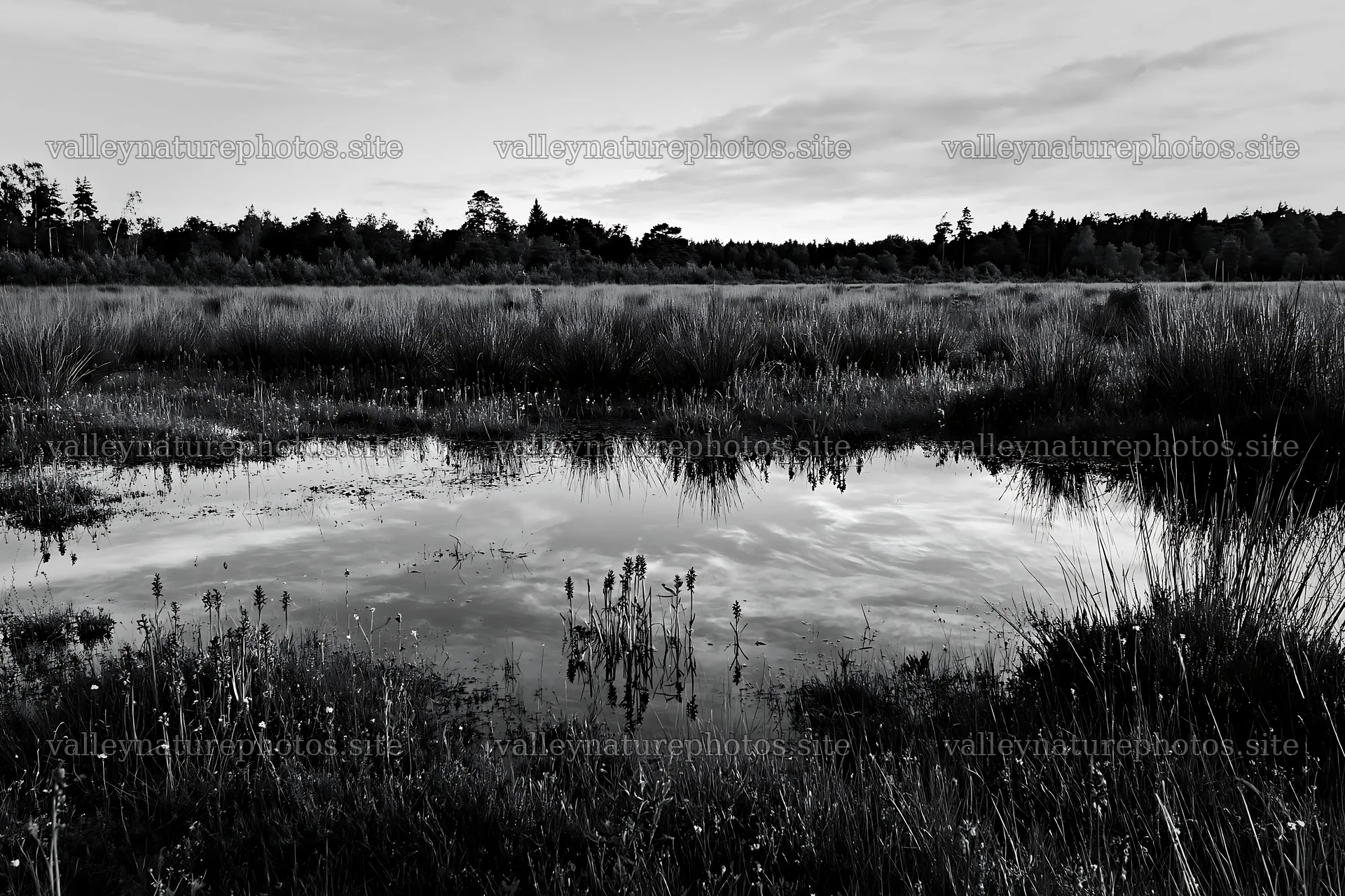 Wild orchid meadow with reflected sky over still water – nature photography 9722x6480