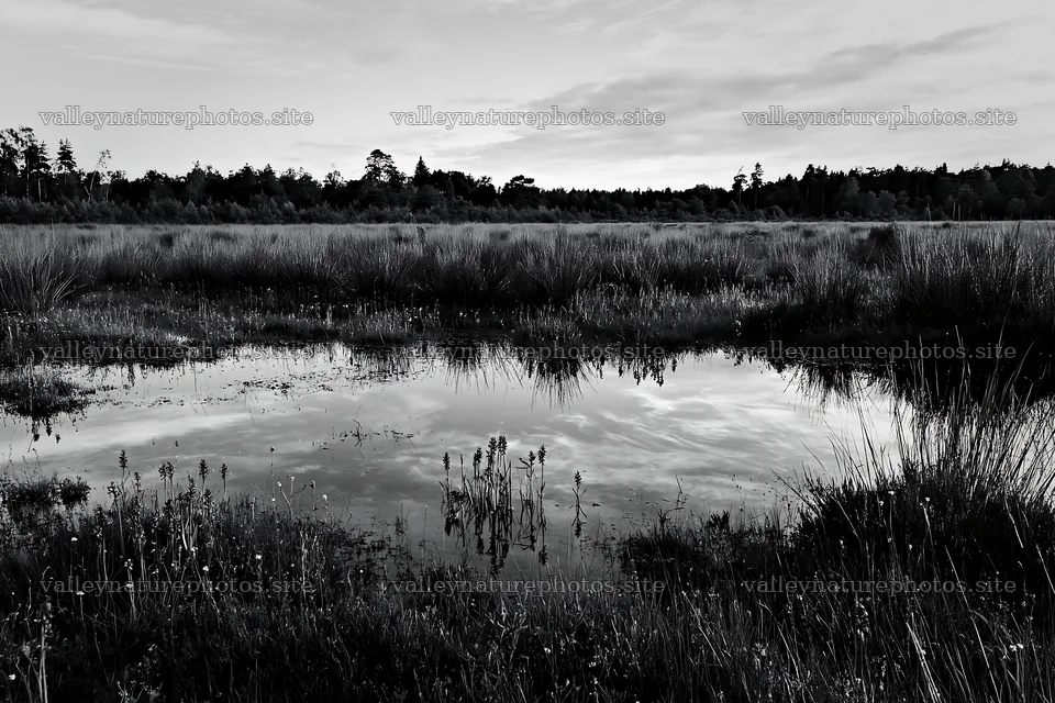 Wild orchid meadow with reflected sky over still water – nature photography 9722x6480