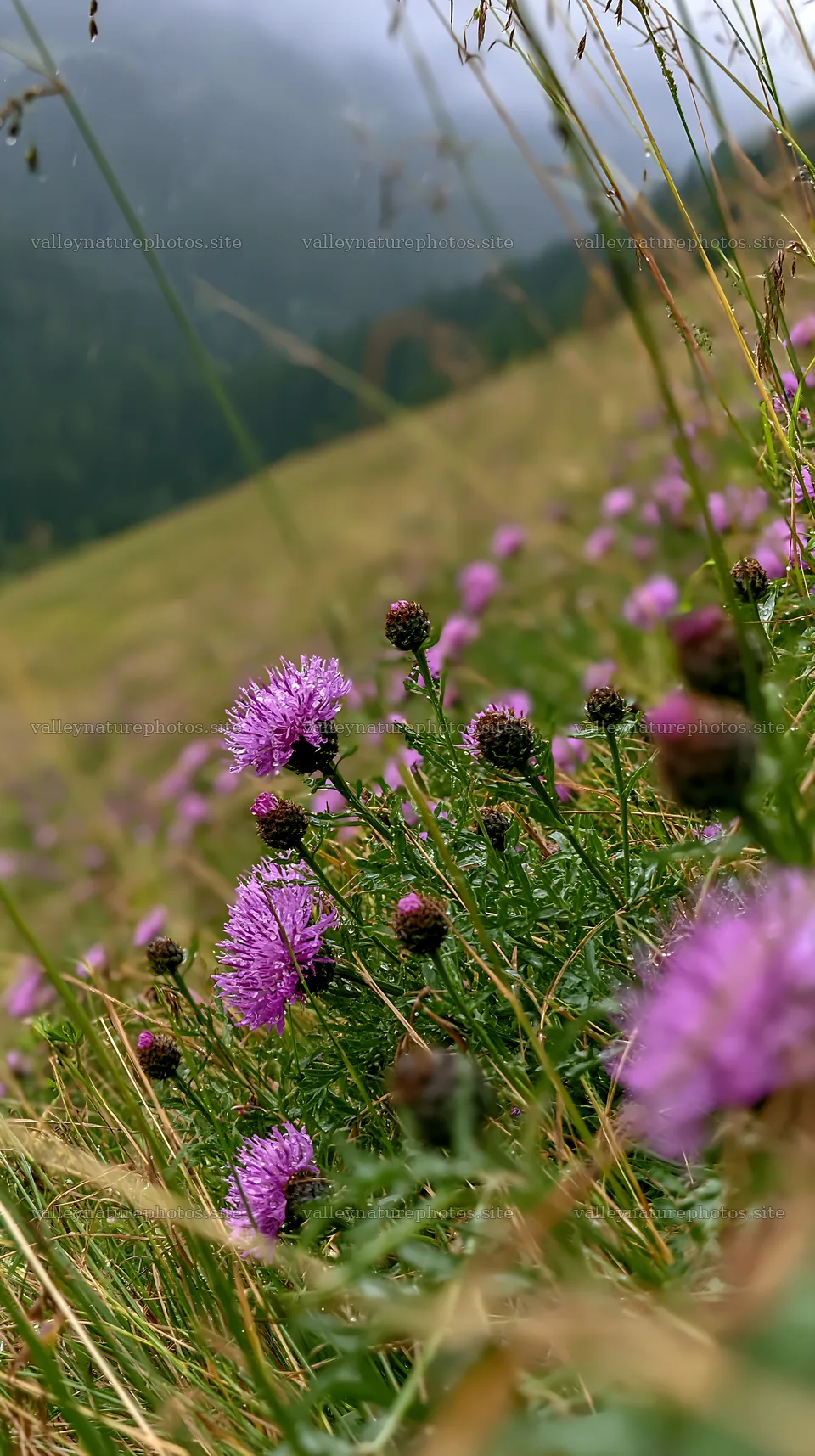 Knapweed blooms in a meadow on a summer day – nature photography 5938x10608