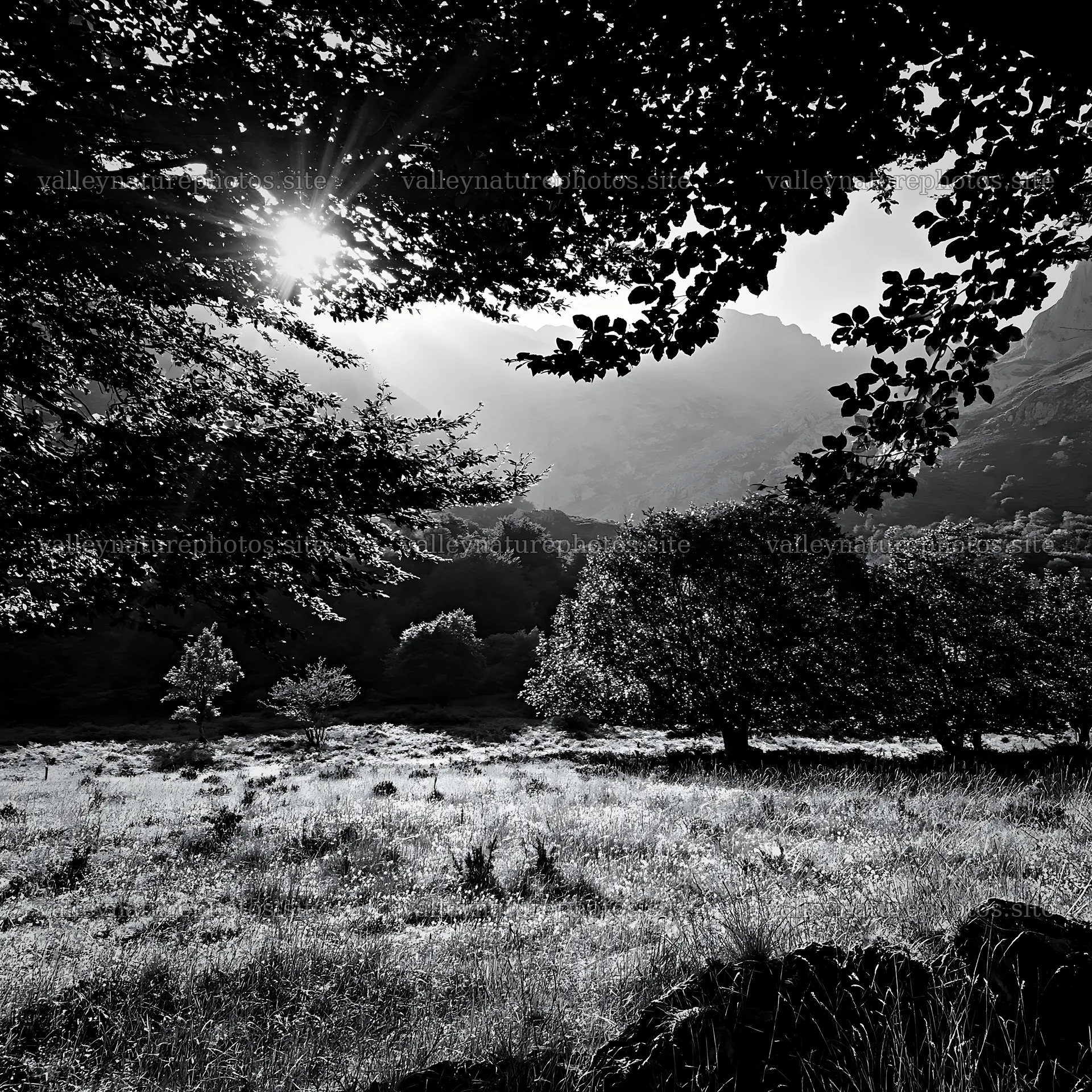 Sunlight shines through trees in Picos de Europa meadow – nature photography 7938x7938