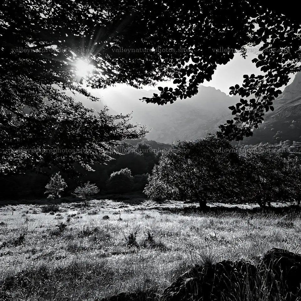 Sunlight shines through trees in Picos de Europa meadow – nature photography 7938x7938