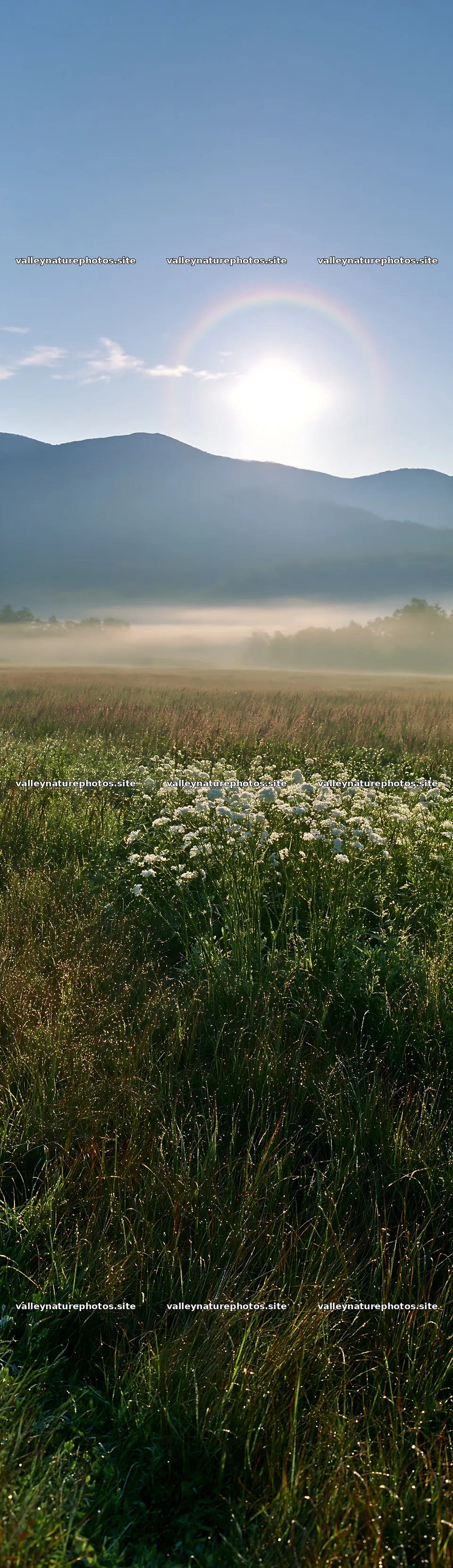 Expansive Hokkaido restoration meadow with dewdrops – nature photography 4268x14762