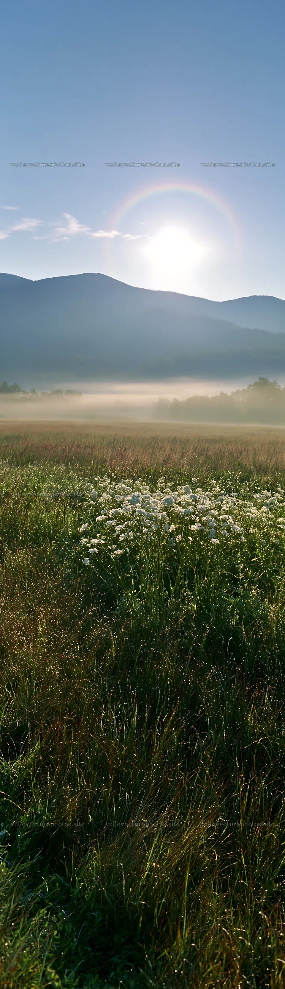 Expansive Hokkaido restoration meadow with dewdrops – nature photography 4268x14762