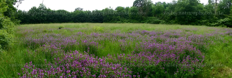 Meadow flower border with woodland in background – nature photography 13690x4602