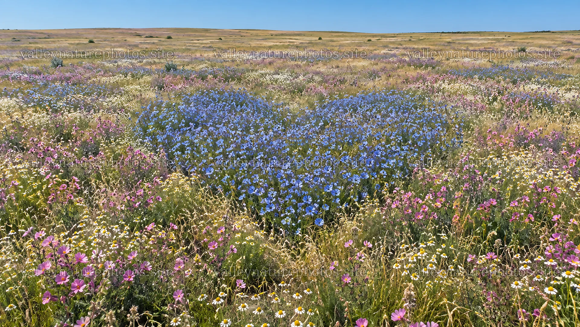Heart-Shaped Blue Flower Patch in a Wildflower Meadow – nature photography 10324x5812