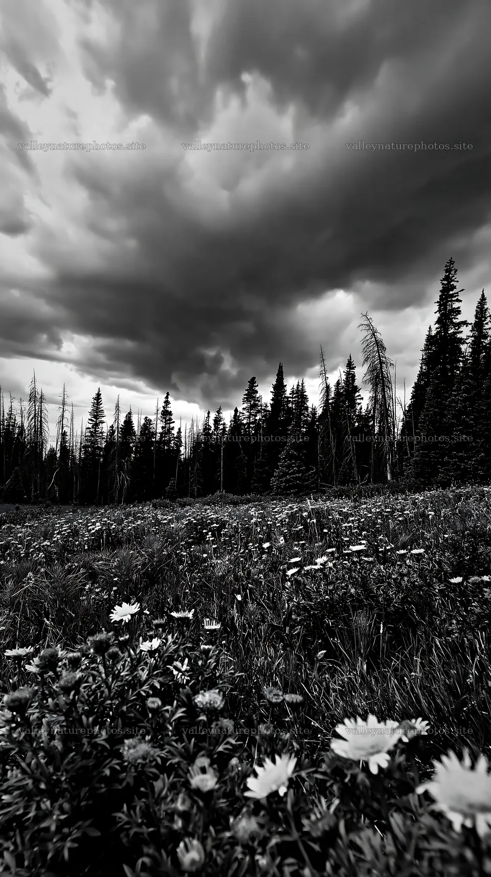 Pine forest meadow with wildflowers and dramatic sky – nature photography 5938x10608