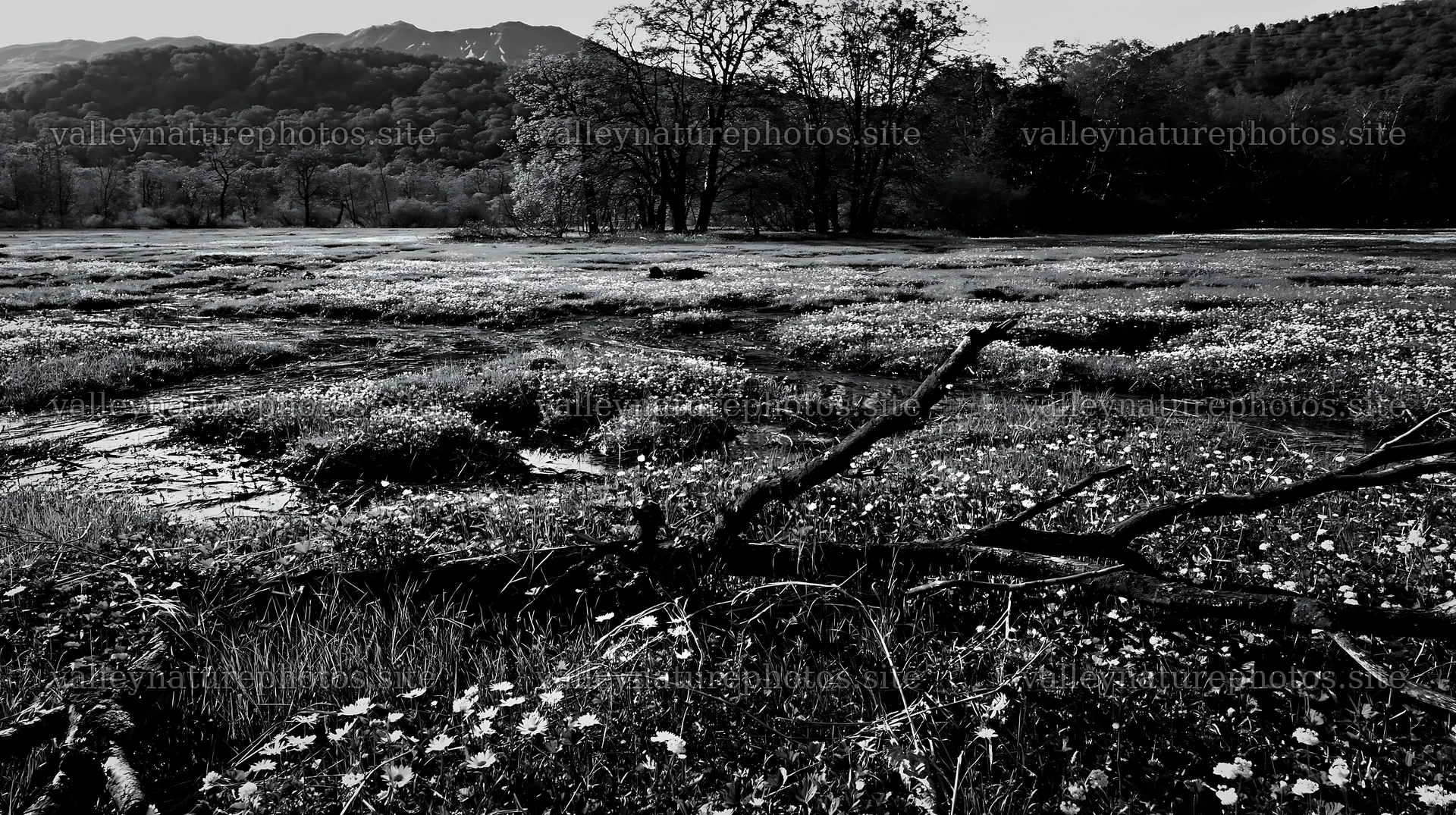 Yamagata rewilded meadow with fallen branch and flowers – nature photography 10608x5938