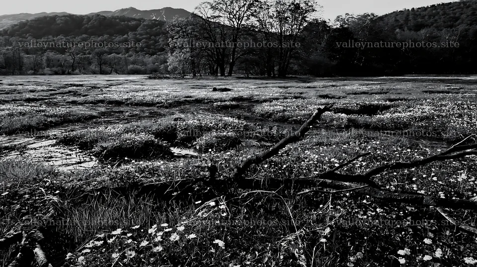 Yamagata rewilded meadow with fallen branch and flowers – nature photography 10608x5938