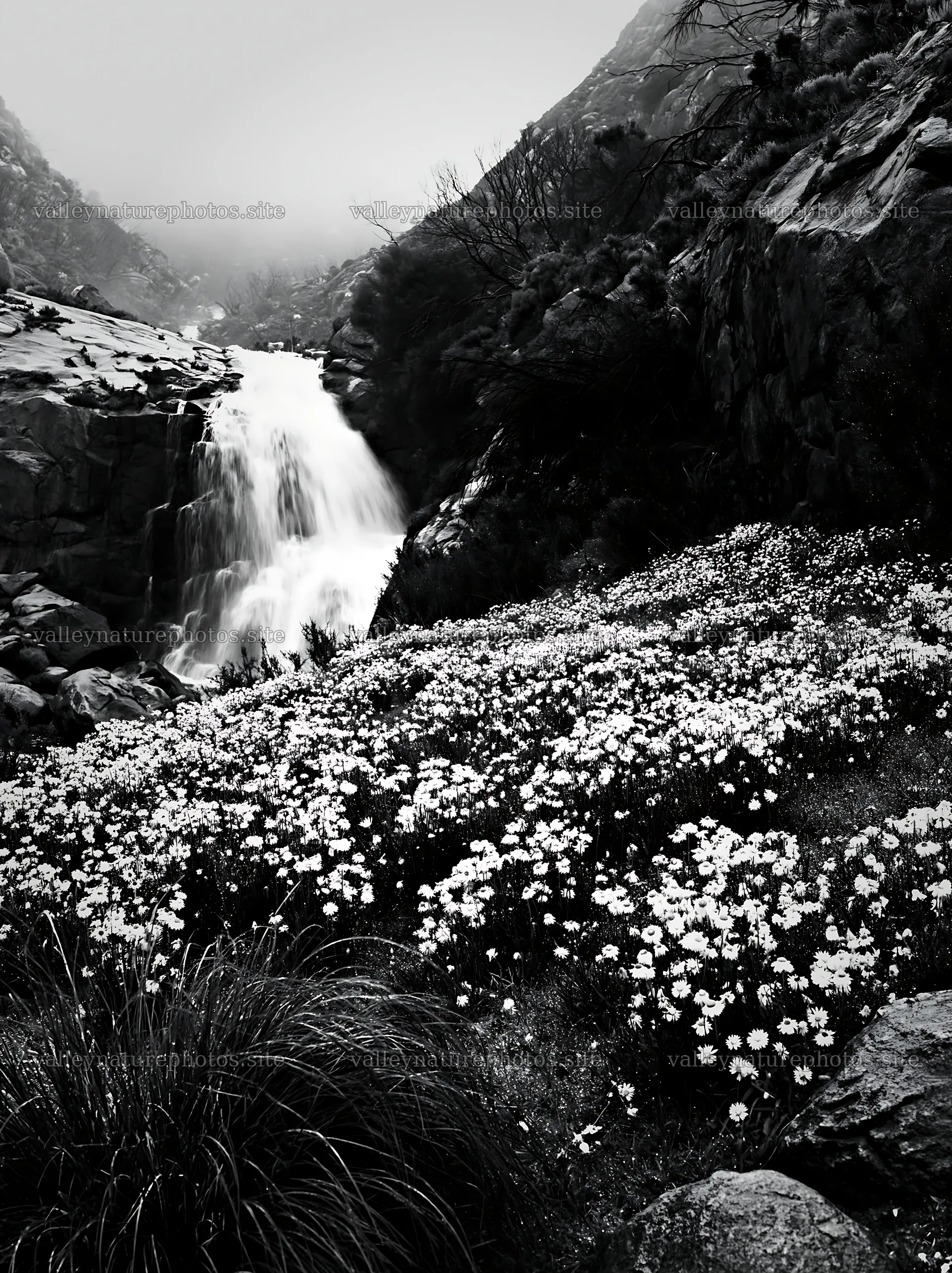 White wildflower meadow below flowing waterfall – nature photography 6866x9174