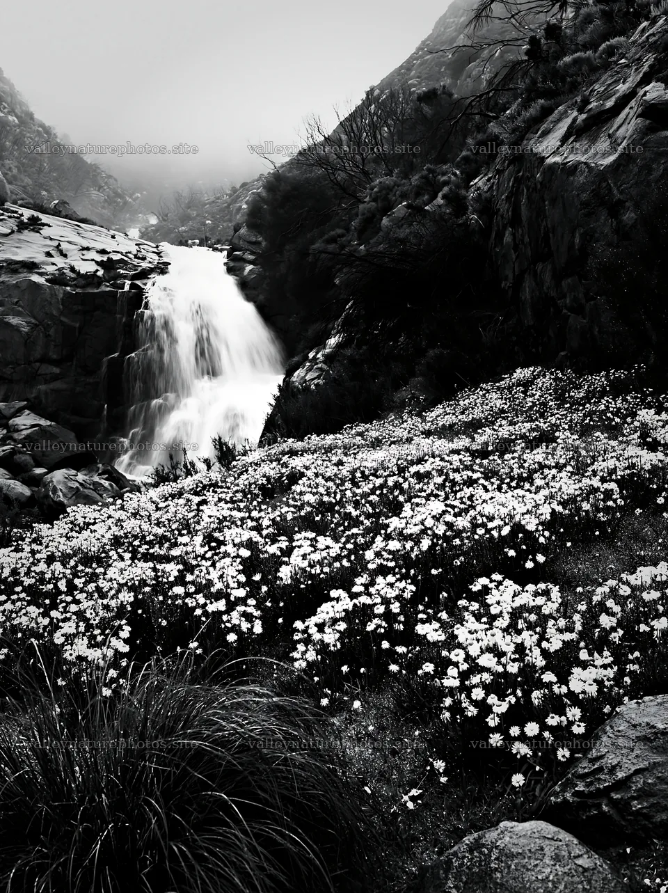 White wildflower meadow below flowing waterfall – nature photography 6866x9174