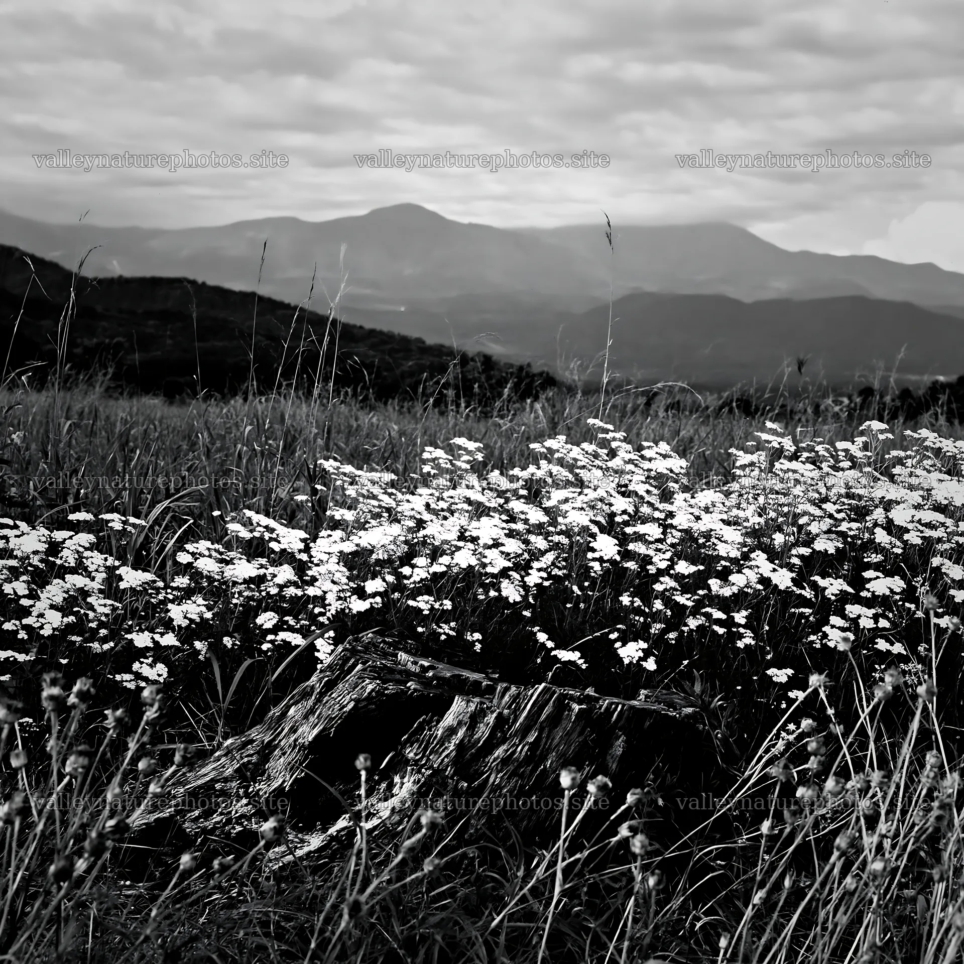 Fukushima meadow with weathered stump and flowers – nature photography 7938x7938