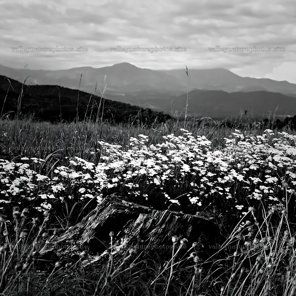 Fukushima meadow with weathered stump and flowers – nature photography 7938x7938