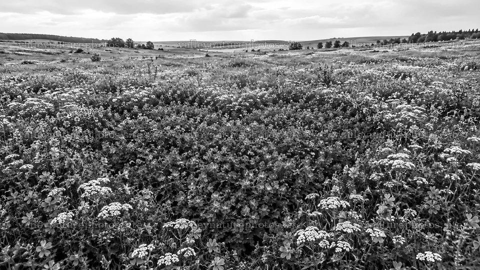 Monochrome Wildflower Meadow Across Rolling Hills – nature photography 10324x5812