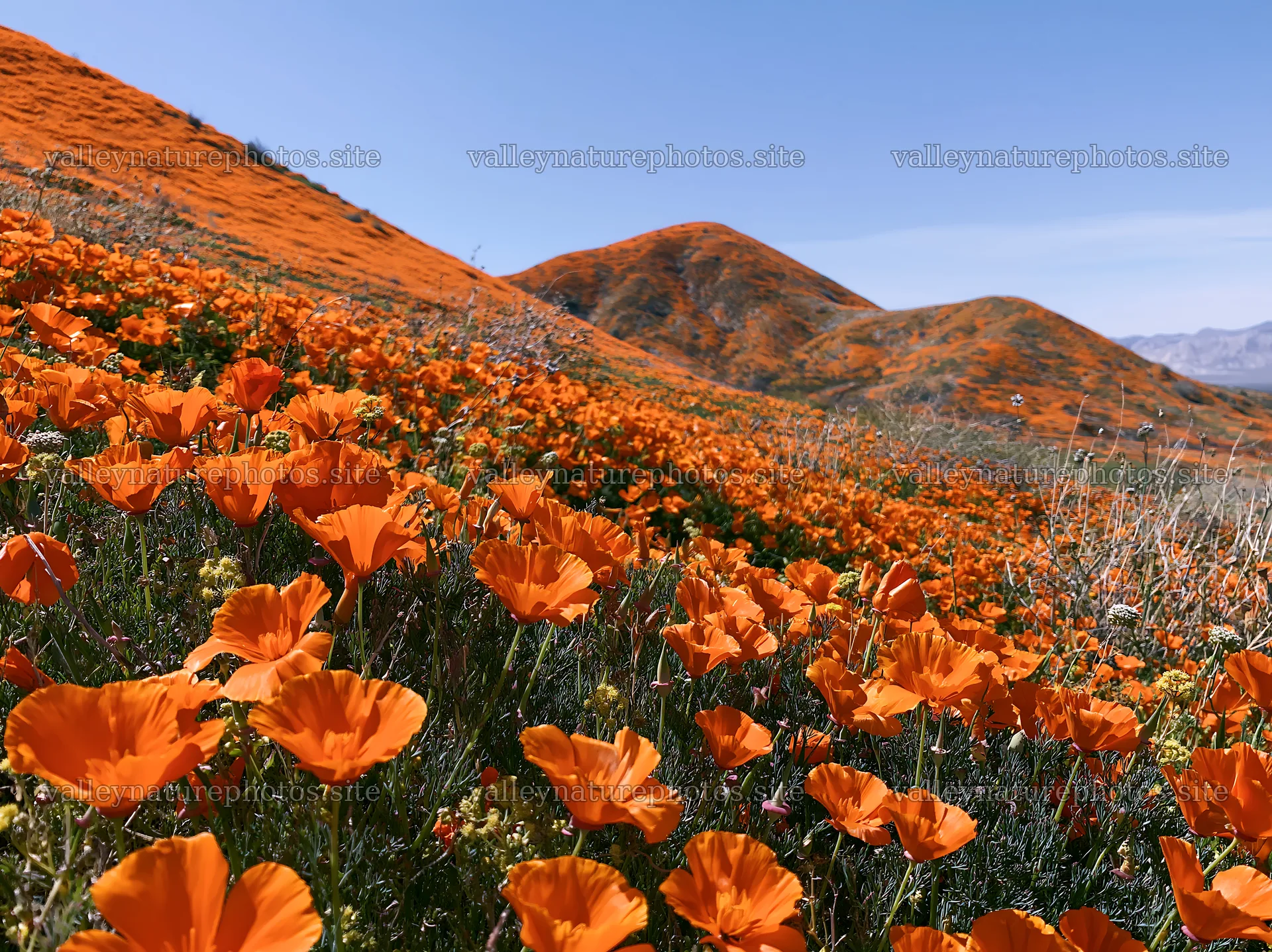 Vibrant colorful poppy meadow in a hilly landscape – nature photography 9174x6866
