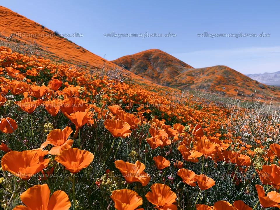 Vibrant colorful poppy meadow in a hilly landscape – nature photography 9174x6866