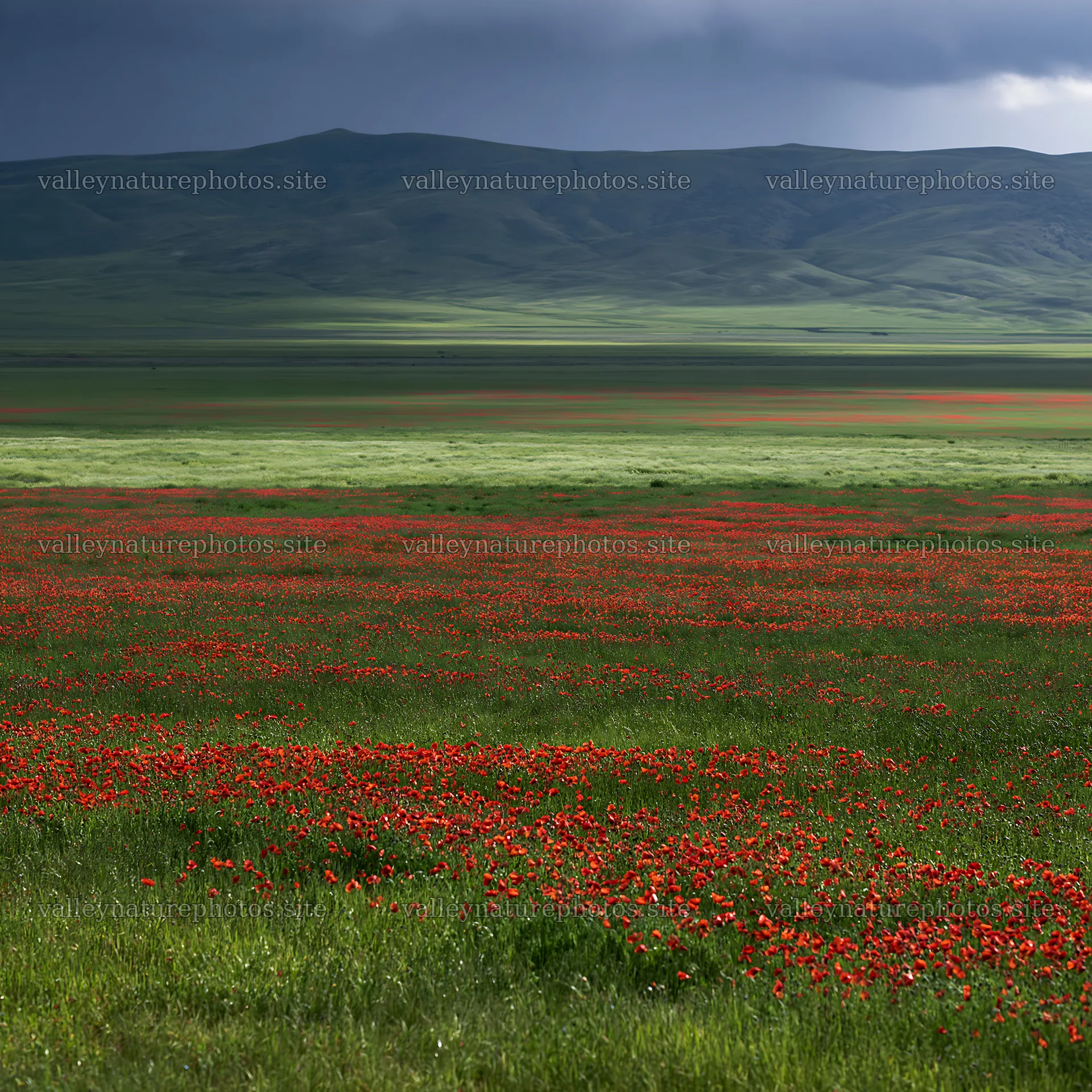Rainy valley meadow with red flowers and dark clouds – nature photography 7938x7938