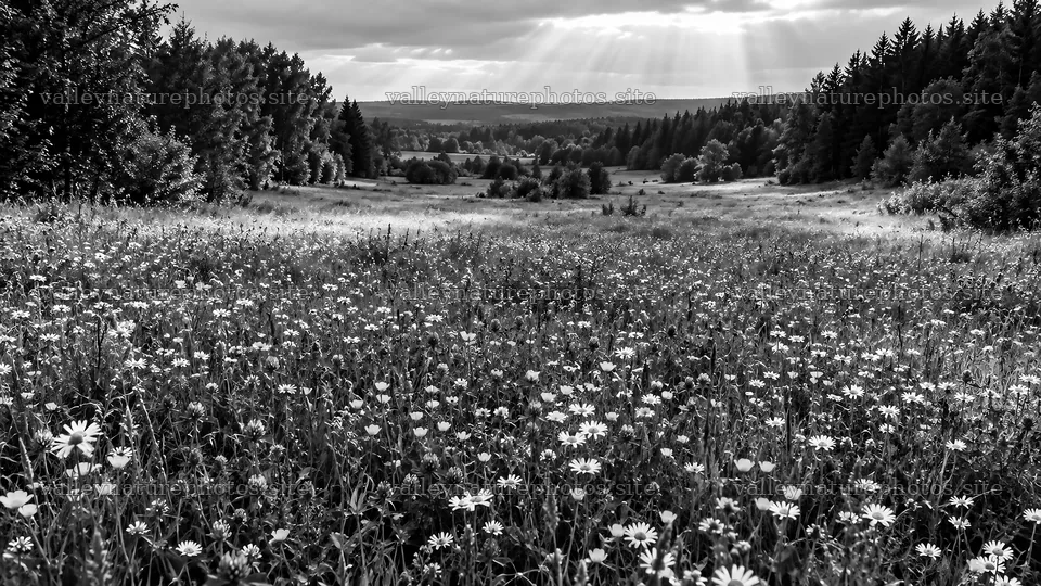 Wildflower Meadow in a Forest Clearing – nature photography 10324x5812