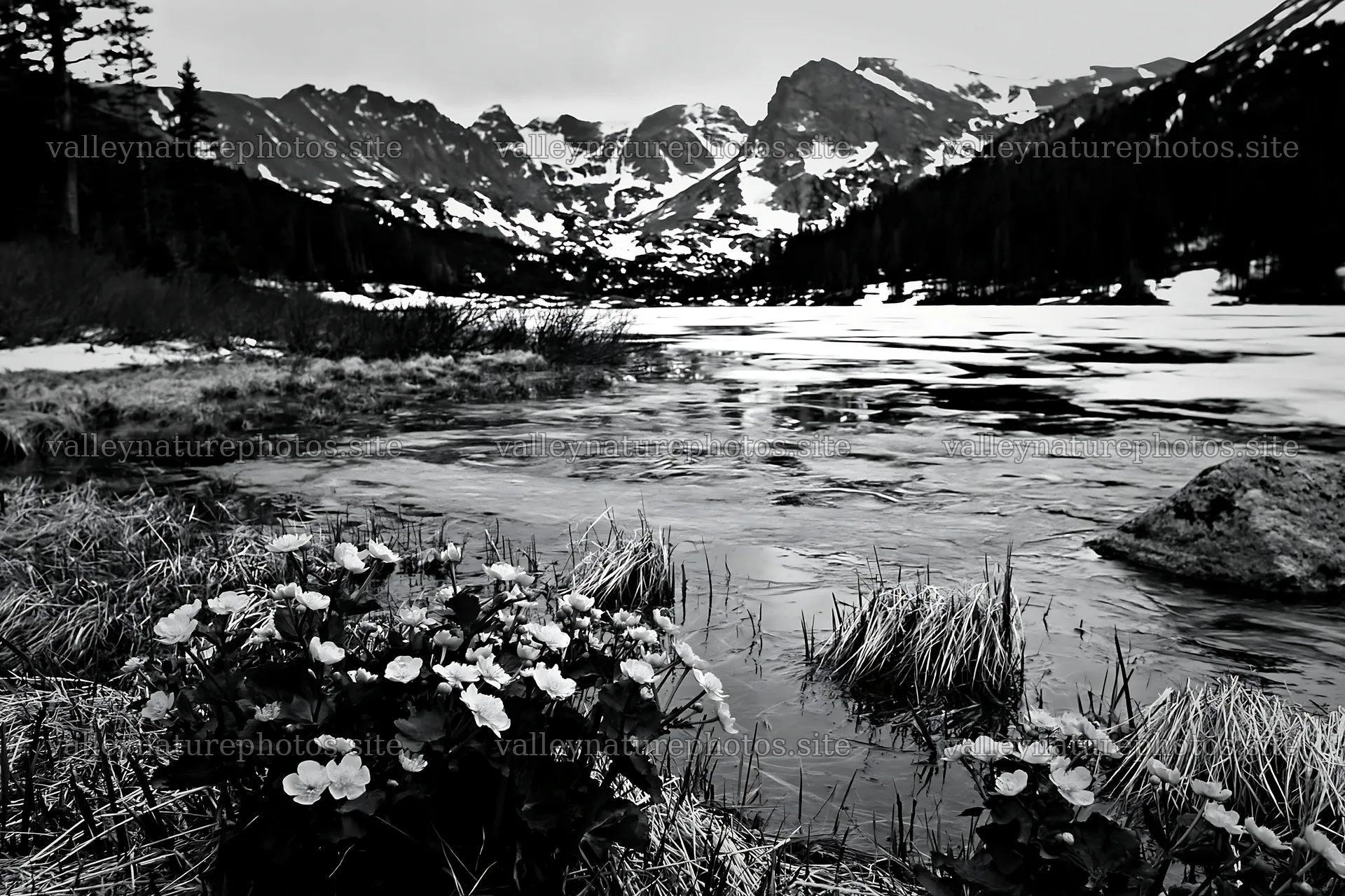 Frozen tarn meadow with flowers in foreground near mountains – nature photography 9722x6480