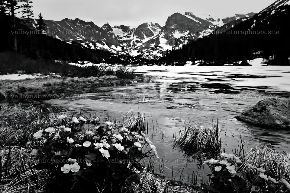 Frozen tarn meadow with flowers in foreground near mountains – nature photography 9722x6480