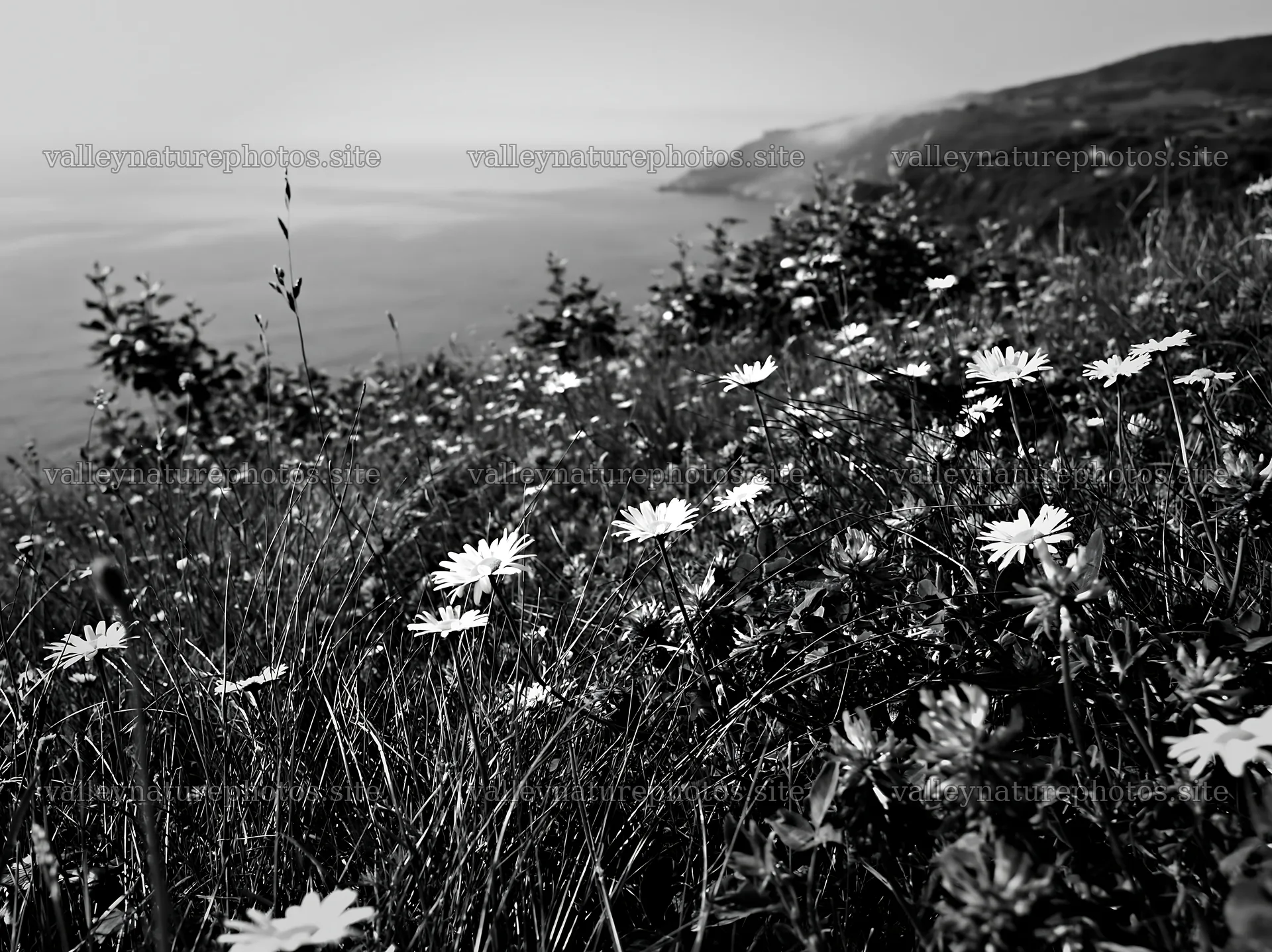 Spring orchard meadow with flowers near the coast – nature photography 9174x6866