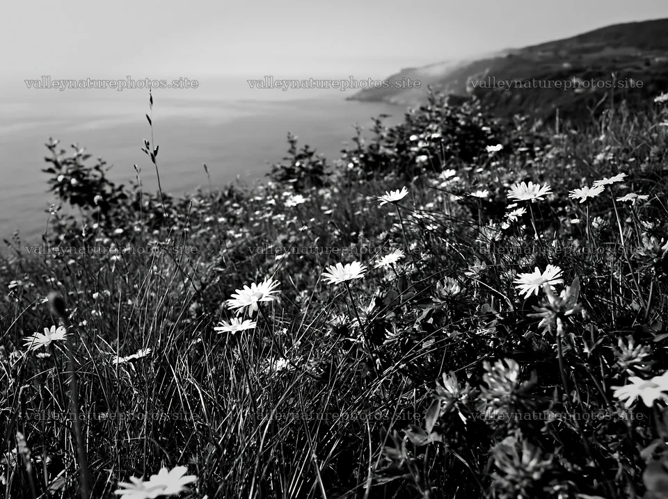 Spring orchard meadow with flowers near the coast – nature photography 9174x6866