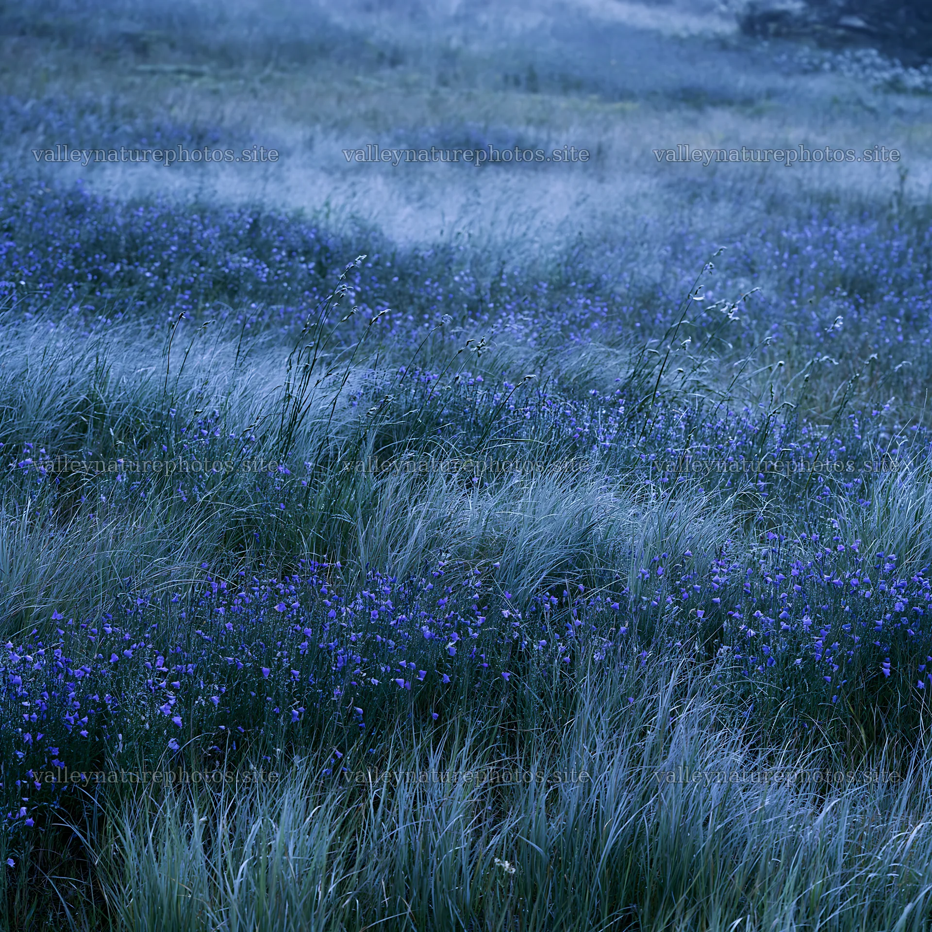Silver dew meadow with blue flowers and green grass – nature photography 7938x7938